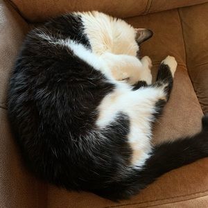 Meet your Posher, Heidi